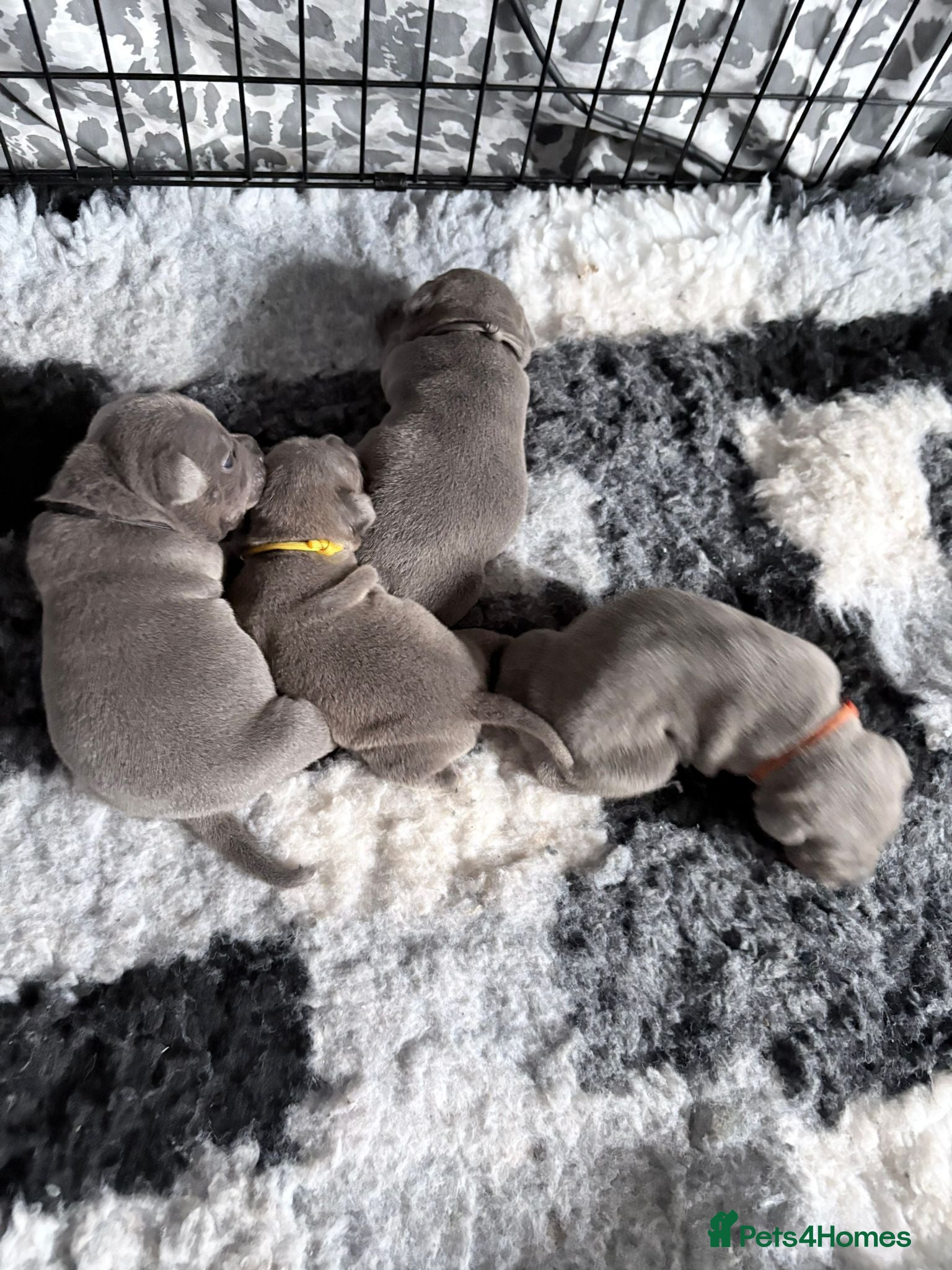 Staffordshire Bull Terrier dogs Chunky blue staffys  - Advert 10