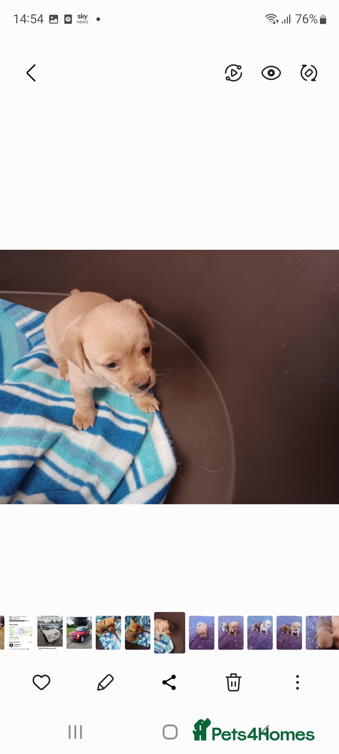 Mixed Breed dogs for sale: Stig  - Image 6