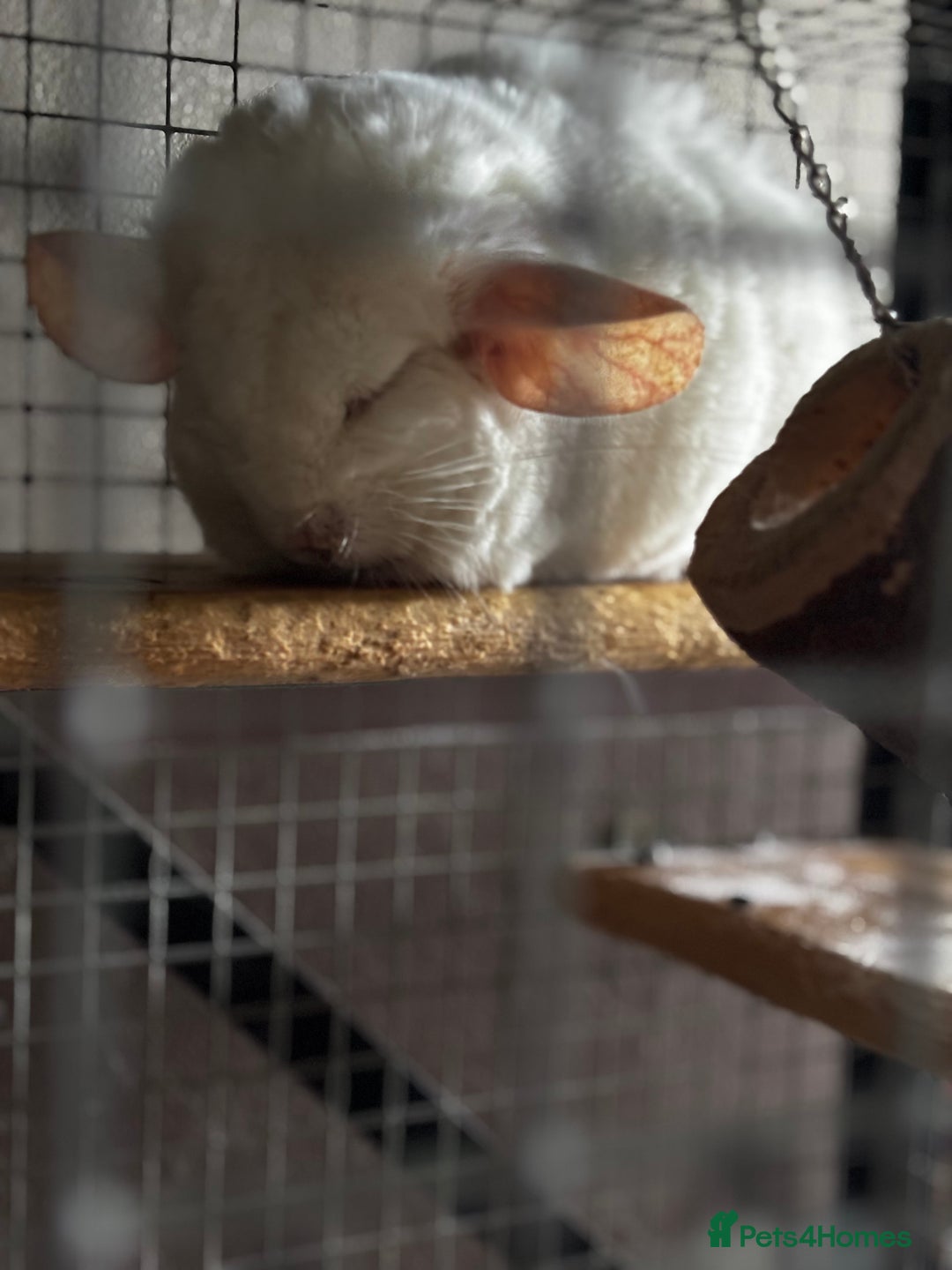 Chinchilla rodents for sale: Milo & Phoebe  - Image 2