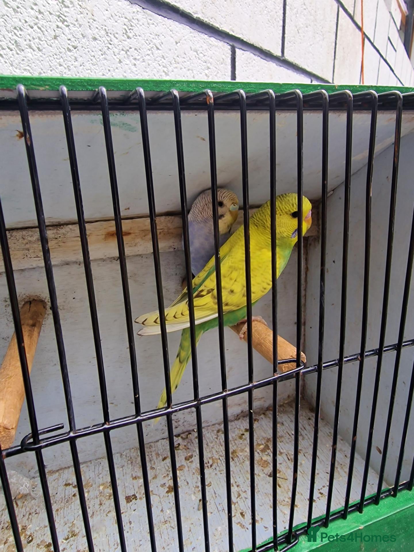 Budgerigars birds Budgies for sale  - Advert 15