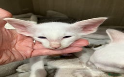Balinese cats for sale: Lovely Bali Kittens  - Image 2