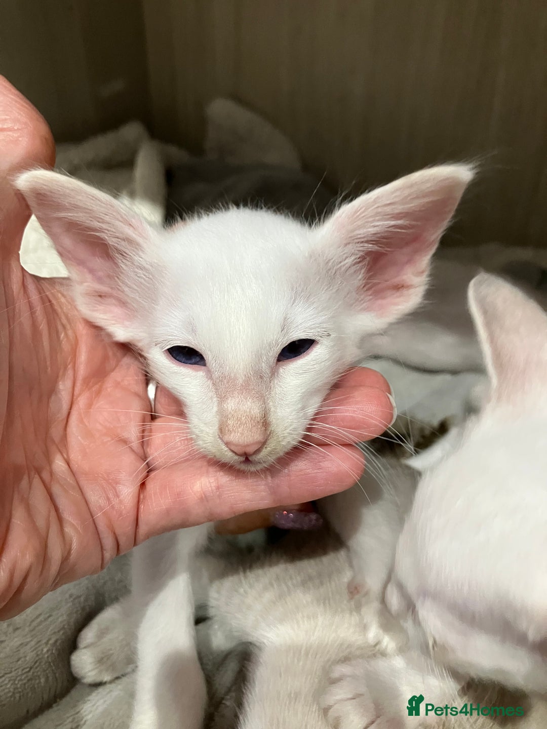 Balinese cats for sale: Lovely Bali Kittens  - Image 2