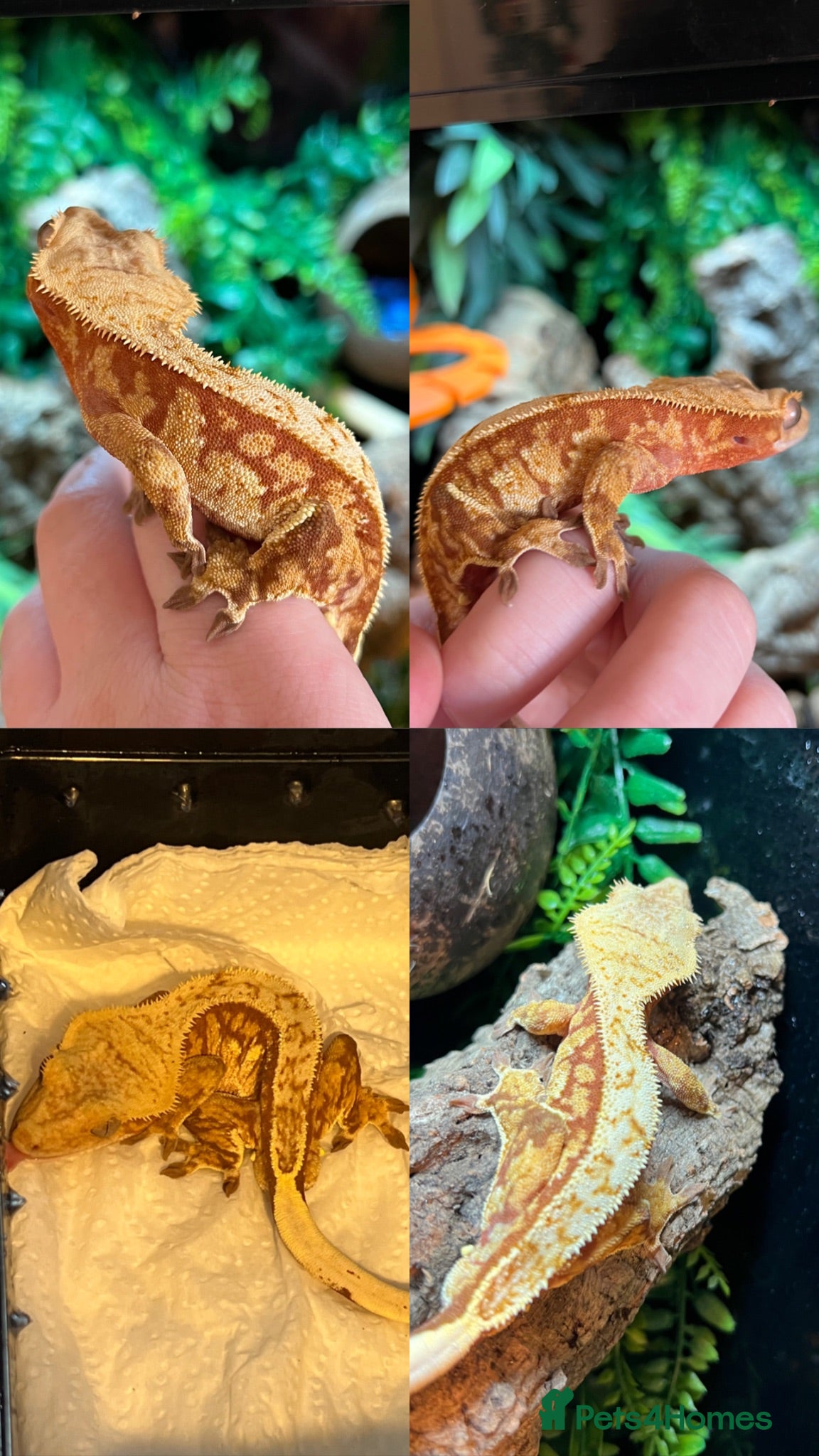 Gecko reptiles Crested geckos  - Advert 15