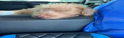 Mixed Breed dogs for sale: Patterdale, Jack Russell cross puppy - Advert 2
