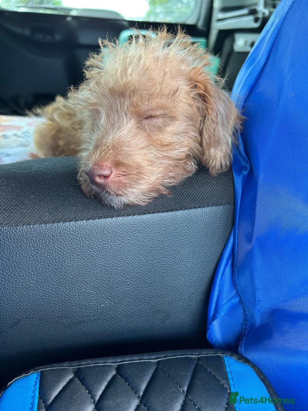 Mixed Breed dogs for sale: Patterdale, Jack Russell cross puppy - Advert 2