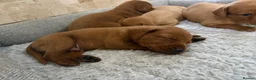 Labradoodle dogs for sale: F1B Quality Health Tested Fox Red Labradoodle  - Advert 12