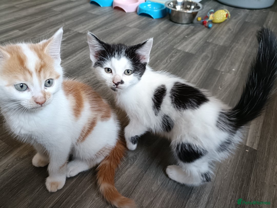 European cats for sale: 3 kittens looking for a home - Image 1