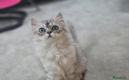 Persian cats for sale: silver chinchilla persian male - Image 7