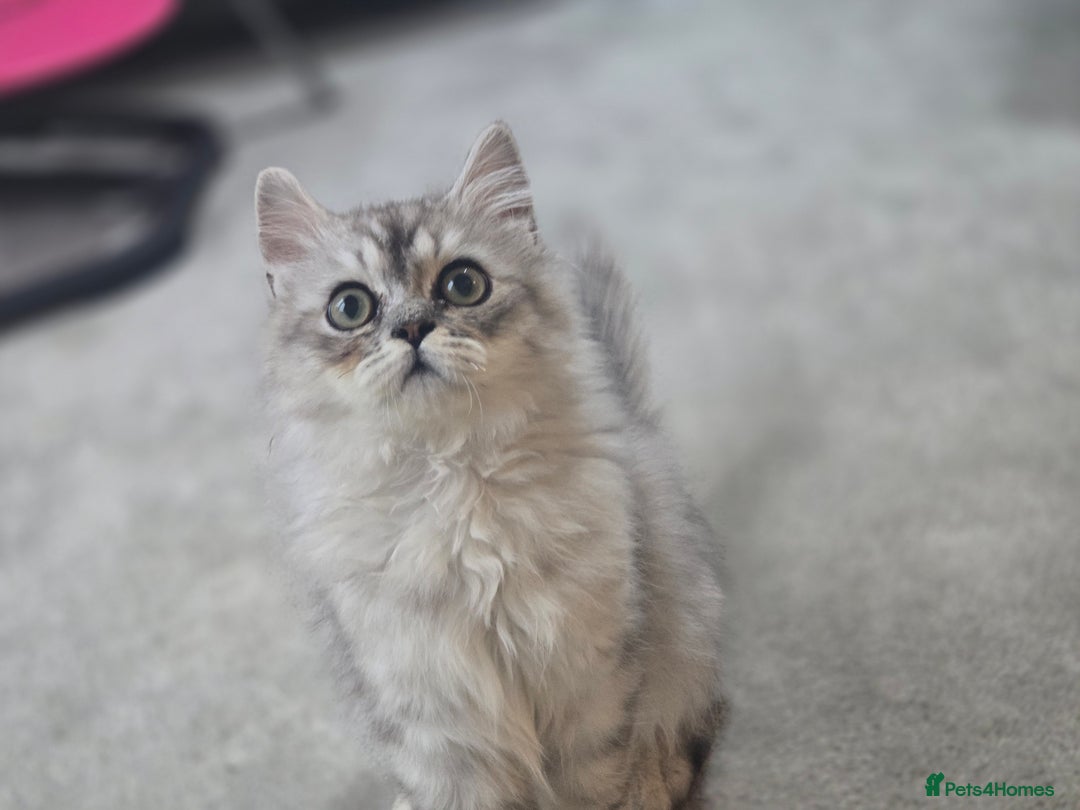 Persian cats for sale: silver chinchilla persian male - Image 7