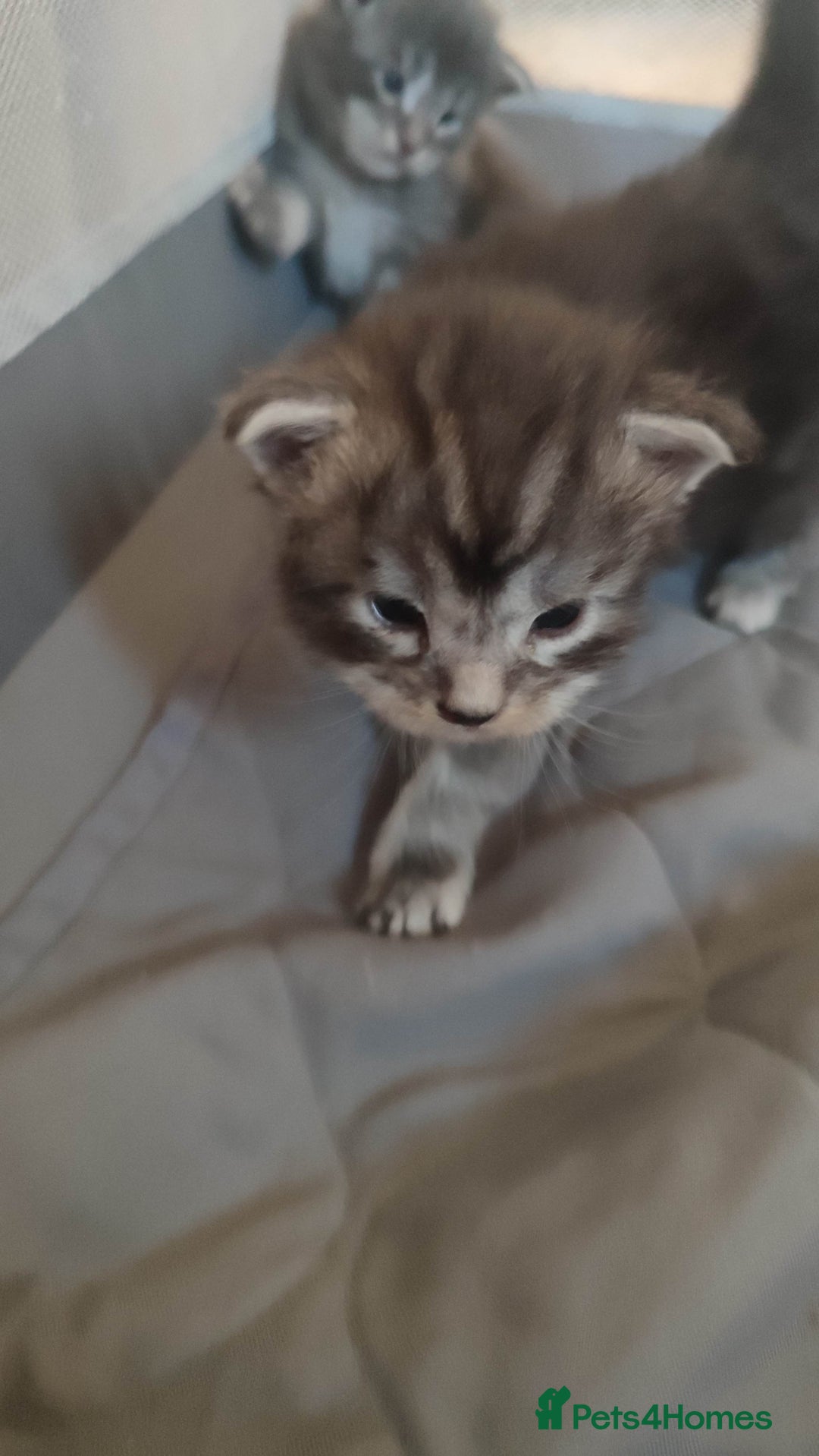 Maine Coon cats for sale: Tica Reg and fully health tested - Advert 22