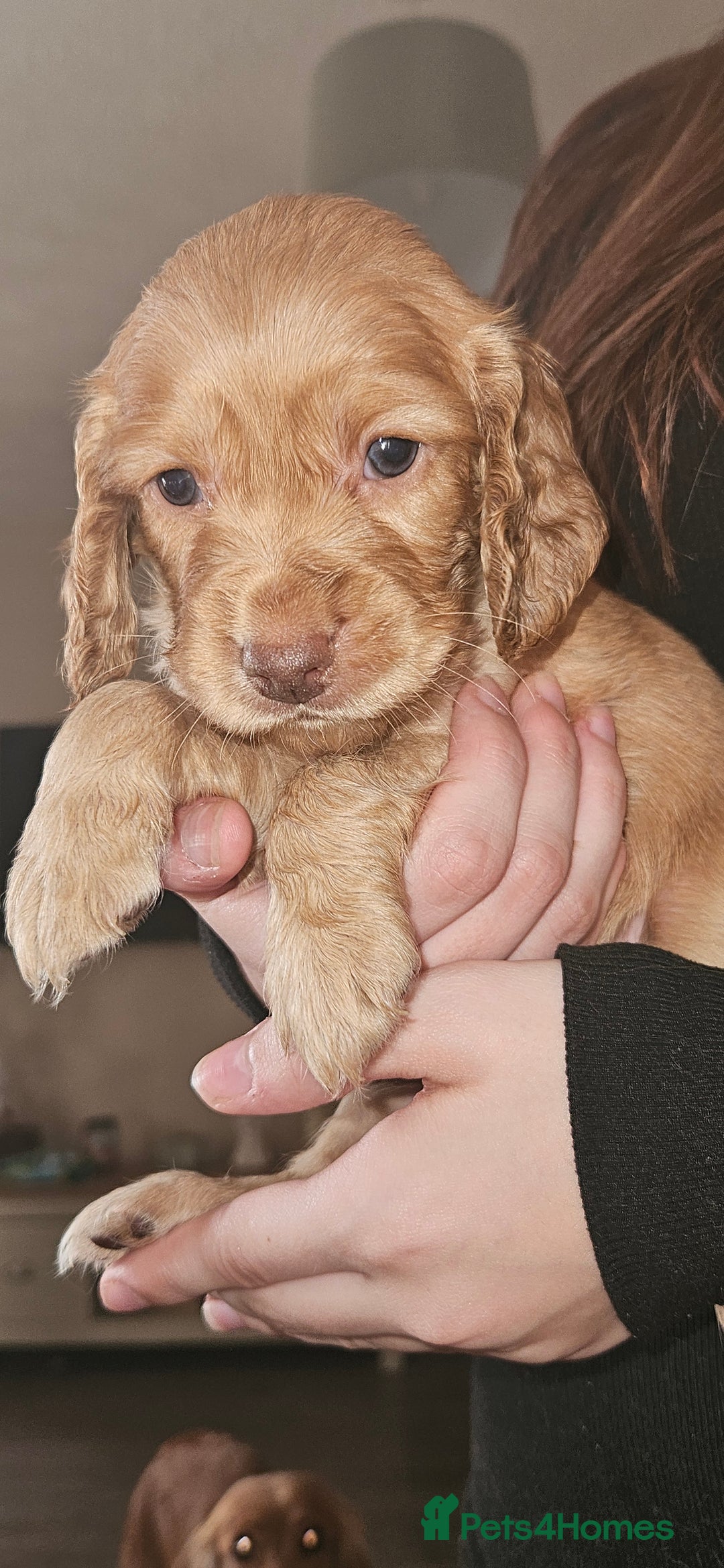 Cocker Spaniel dogs for sale: litter of 6 pedigree cocker spaniel puppies. - Image 20