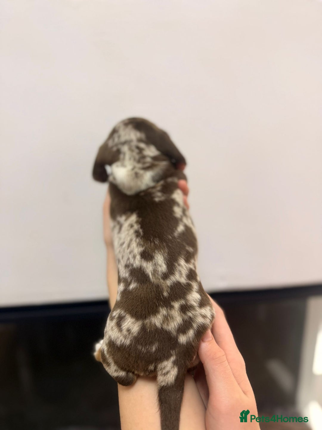 Miniature Dachshund dogs for sale: Miniature Daschund 🎀 - Advert 4