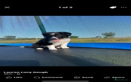 Border Collie dogs for sale: Loving homes wanted in Narberth - Image 16