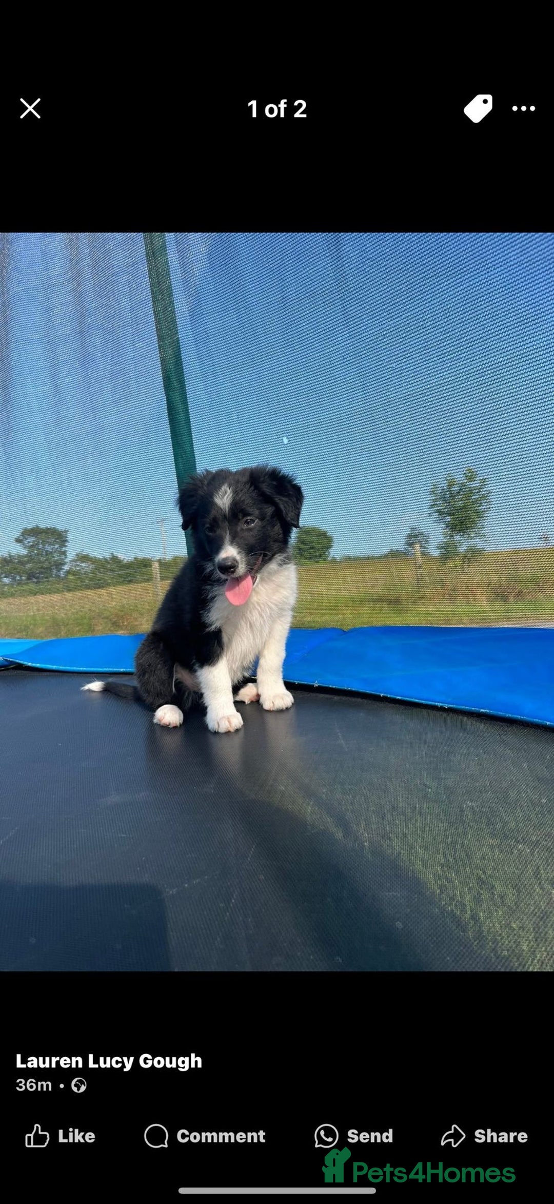 Border Collie dogs for sale: Loving homes wanted in Narberth - Image 16