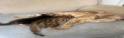 Bengal cats for sale: 🐾 Beautiful Bengal Kittens 🐾 - Advert 4