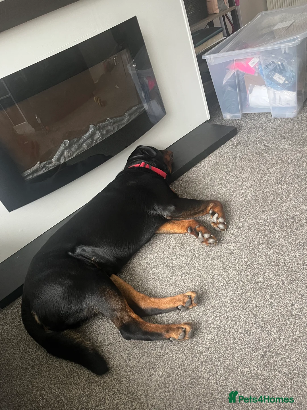 Rottweiler dogs for sale: Male Rottweiler  - Advert 8