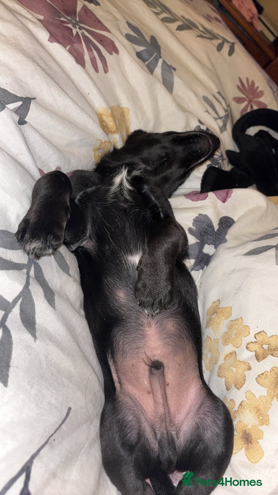 Mixed Breed dogs for sale: Jack Russell mix pup - Image 3