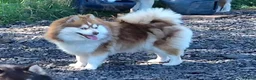 Pomsky dogs for sale: Micro F4 blue pomsky pup's  - Advert 23