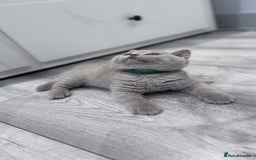 British Shorthair cats for sale: 5 beautiful BSH kittens - Image 14