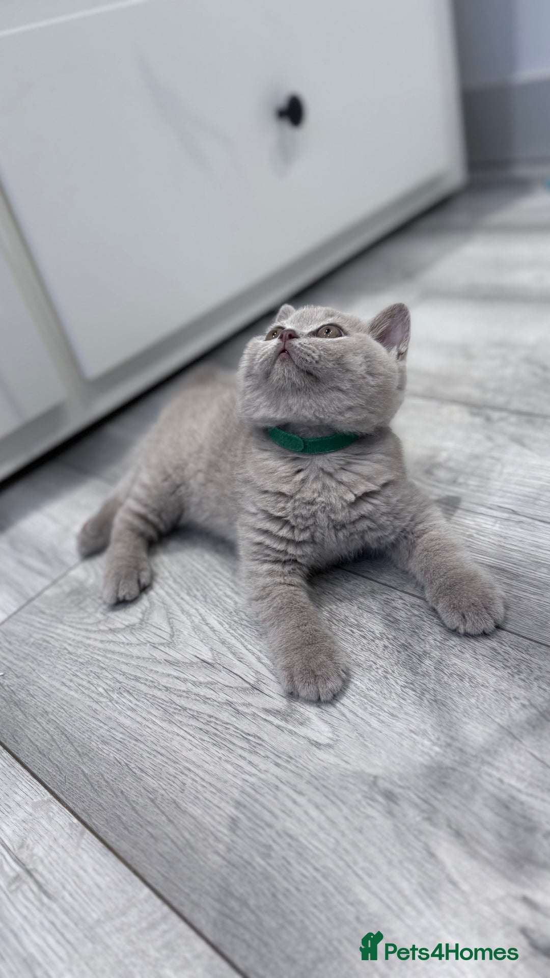 British Shorthair cats for sale: 5 beautiful BSH kittens - Image 14