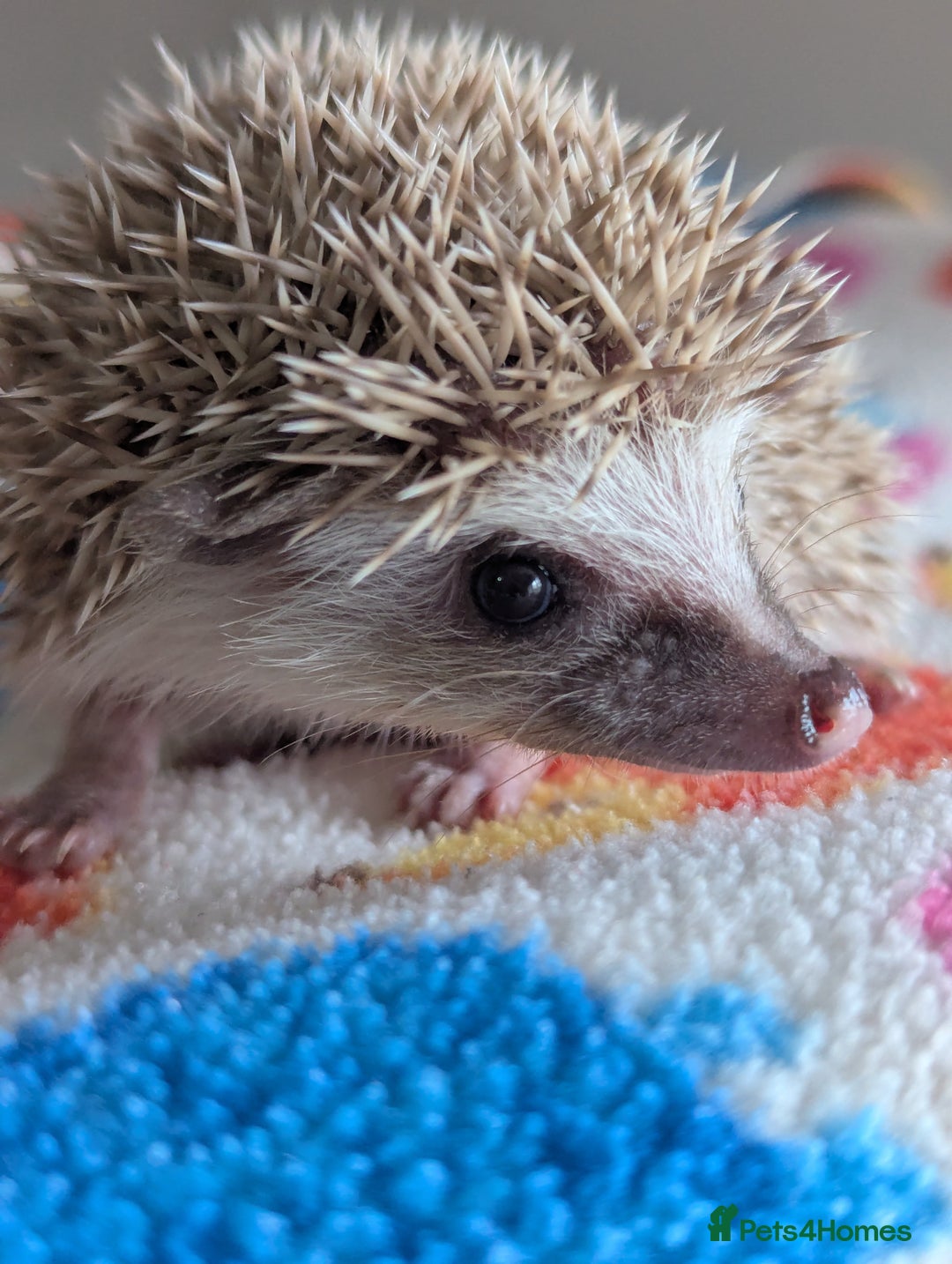 Pygmy Hedgehog rodents for sale: Beautiful Hoglets Ready to Reserve Now - Advert 15