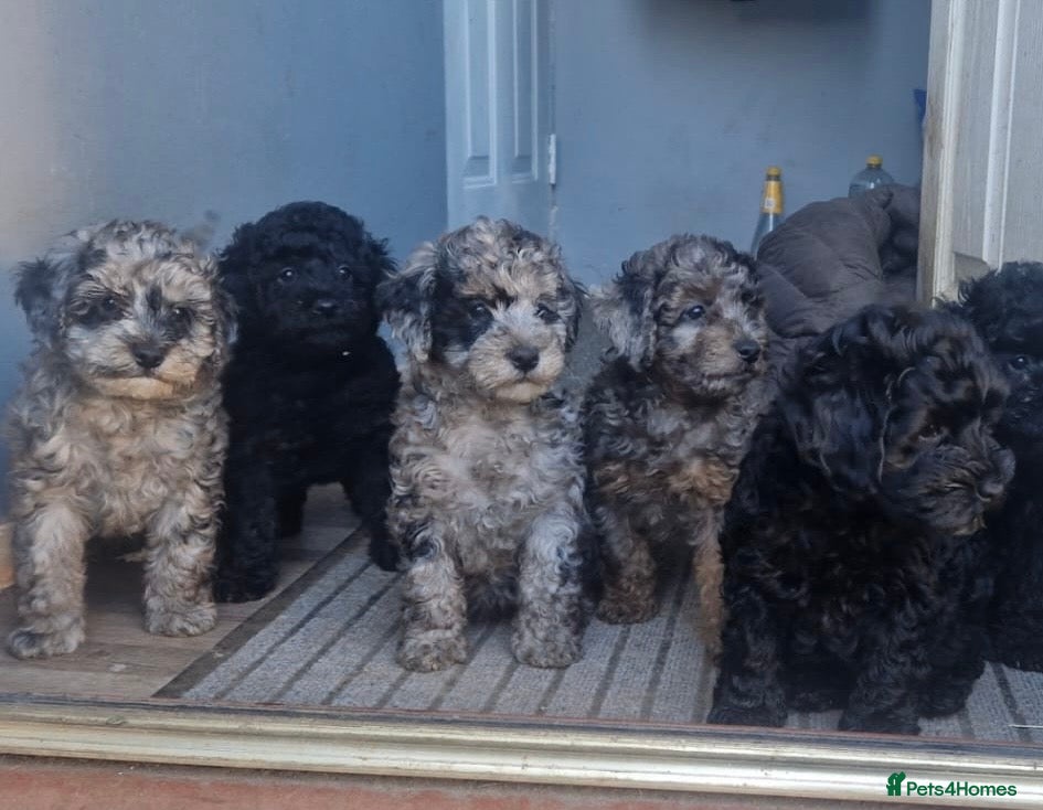 Cockapoo dogs KC Miniature Poodle X F1B Cockapoo   - Advert 3