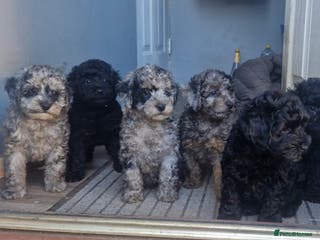 Cockapoo dogs KC Miniature Poodle X F1B Cockapoo - Advert 3