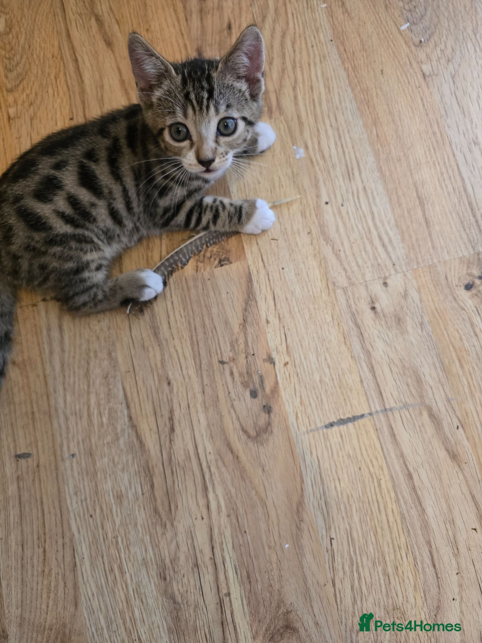 Mixed Breed cats BEAUTIFUL TABBY KITTENS - Advert 2
