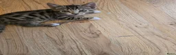 Mixed Breed cats for sale: BEAUTIFUL TABBY KITTENS - Advert 1