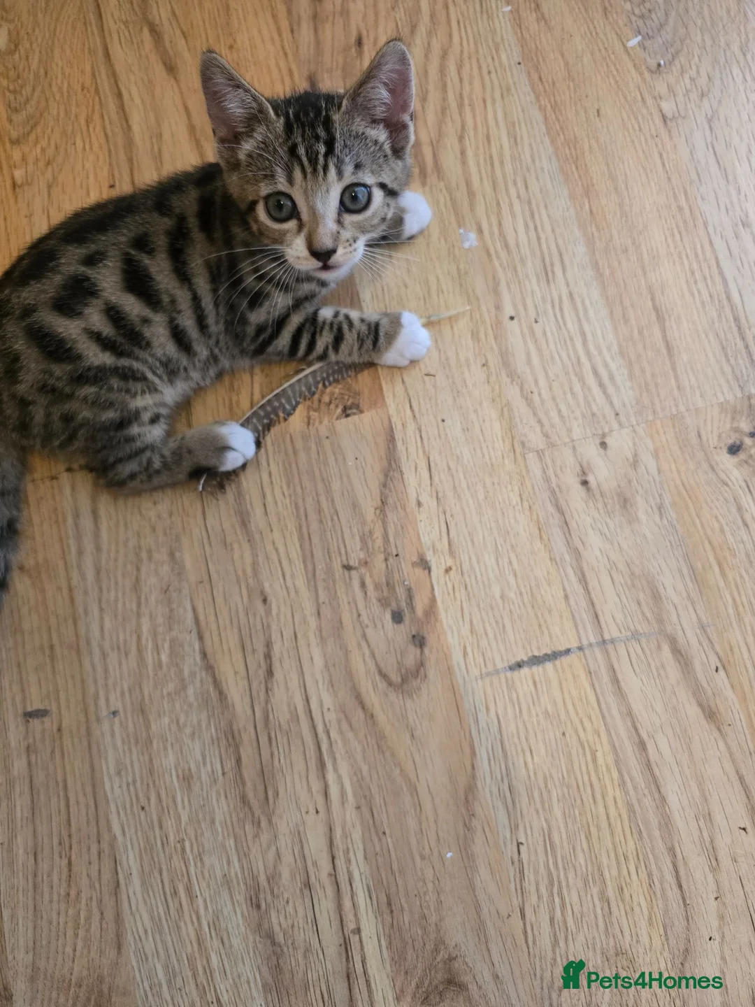 Mixed Breed cats for sale: BEAUTIFUL TABBY KITTENS - Advert 1