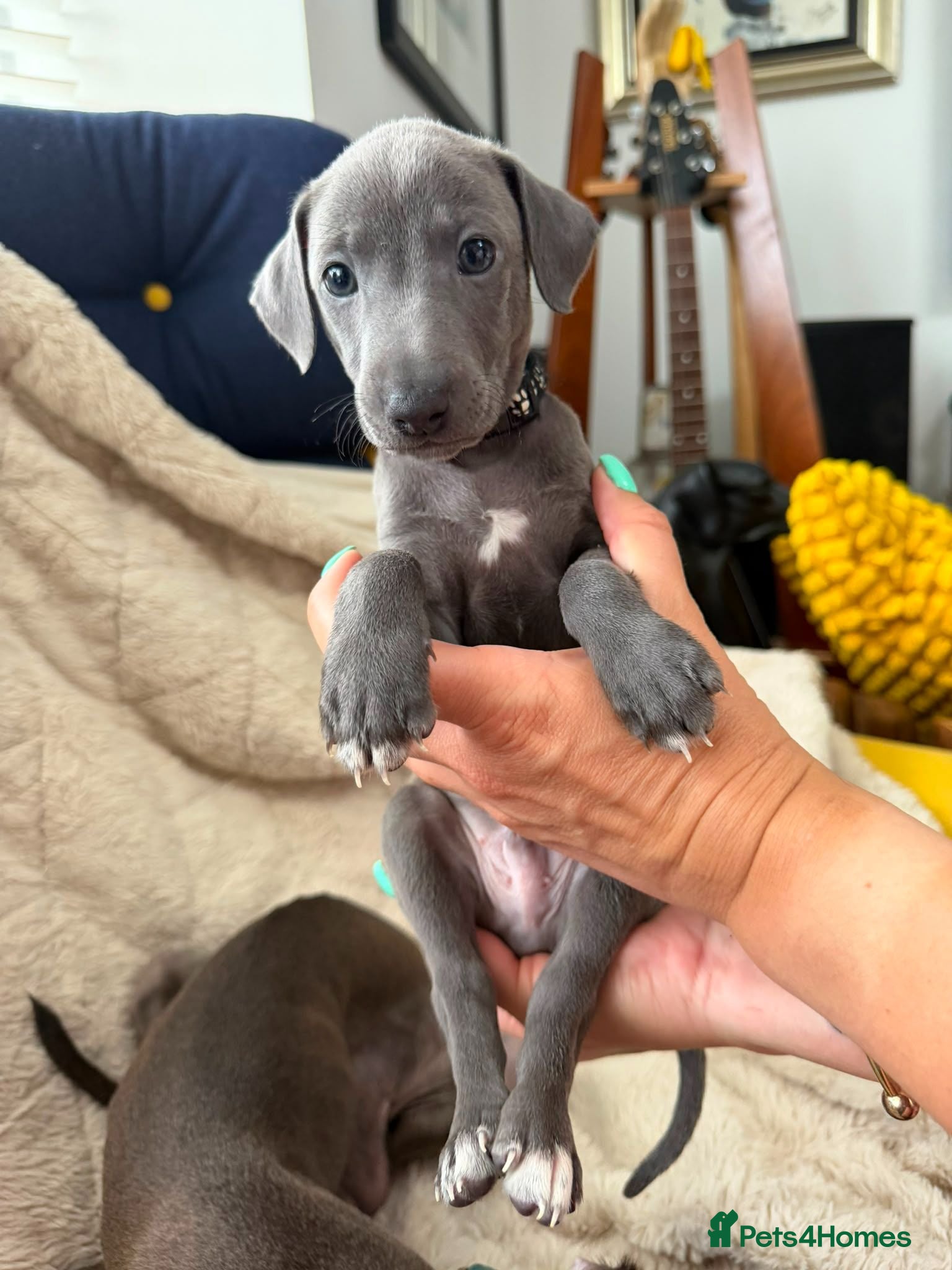 Italian Greyhound dogs Grey italian greyhound puppies - Advert 15