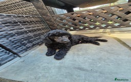 Maltipoo dogs for sale: Maltipoo puppies ready now  - Image 35
