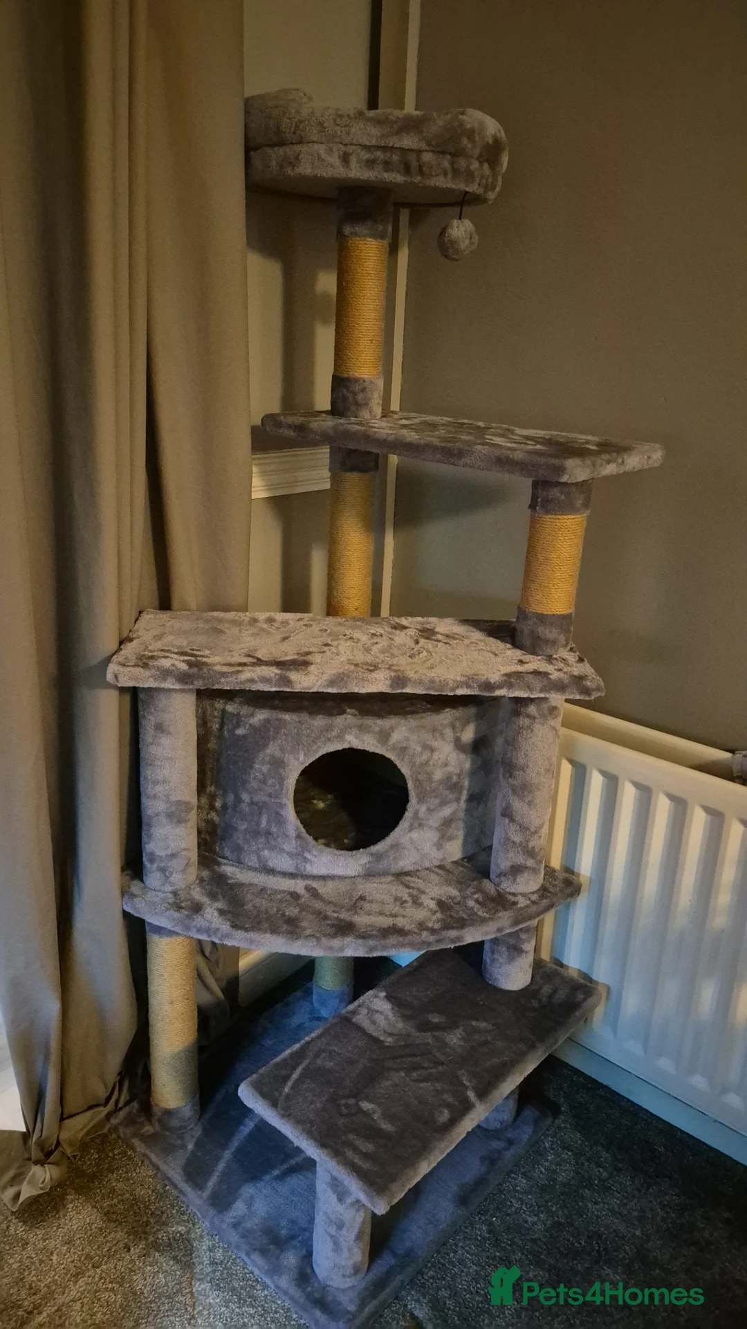 Maine Coon cats for sale: Maine Coon X British Shorhair for Adoption in Wolverhampton - Advert 2