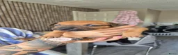 American Bull Staffy dogs for sale: Staffy x litter of 16 some have goneplease inquire - Advert 19