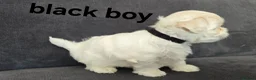 Maltese dogs for sale: ⭐️KC registered Maltese puppies⭐️ - Advert 40