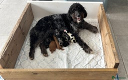 Mixed Breed dogs for sale: Labradoodle x Australian Labradoodle Puppies - Image 1