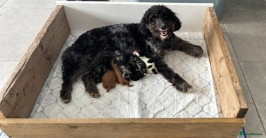 Mixed Breed dogs - Advert 3