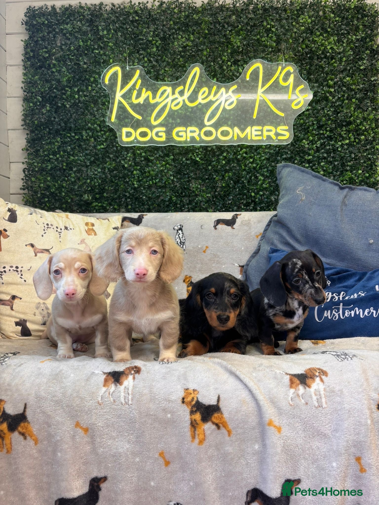 Miniature Dachshund dogs KC Silver Dapple Male Long Hair - Shady -  - Advert 4