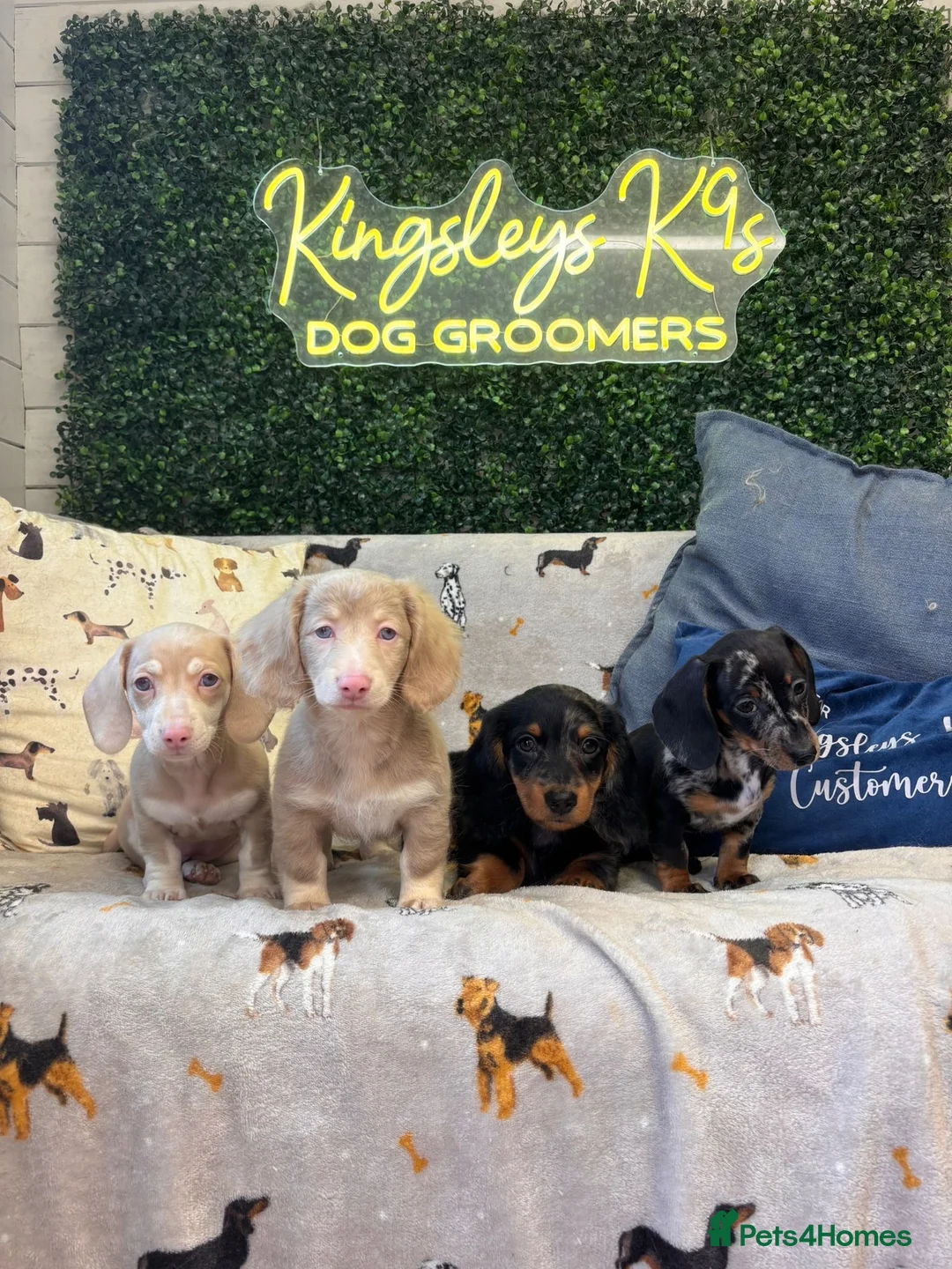 Miniature Dachshund dogs for sale: KC Silver Dapple Male Long Hair - Shady -  - Advert 1