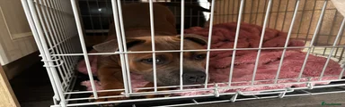 Staffordshire Bull Terrier 1