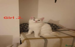 Ragdoll cats for sale: Ragdoll kittens  - Image 5