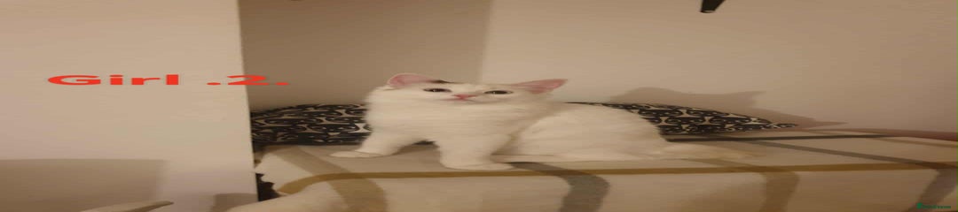 Ragdoll Kitten 4
