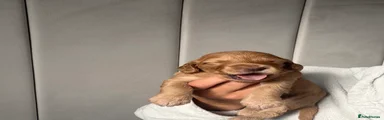 Cockapoo 5