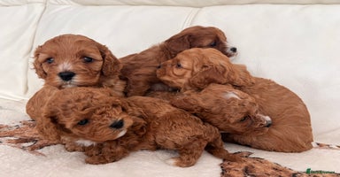 Cavapoo dogs - Advert 8
