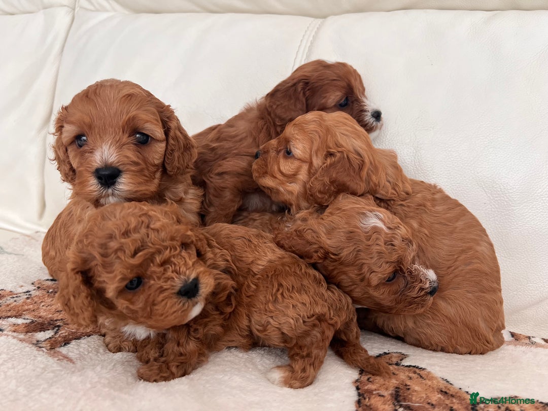 Cavapoo dogs for sale: ✨Cavapoo Puppies ✨ - Image 2