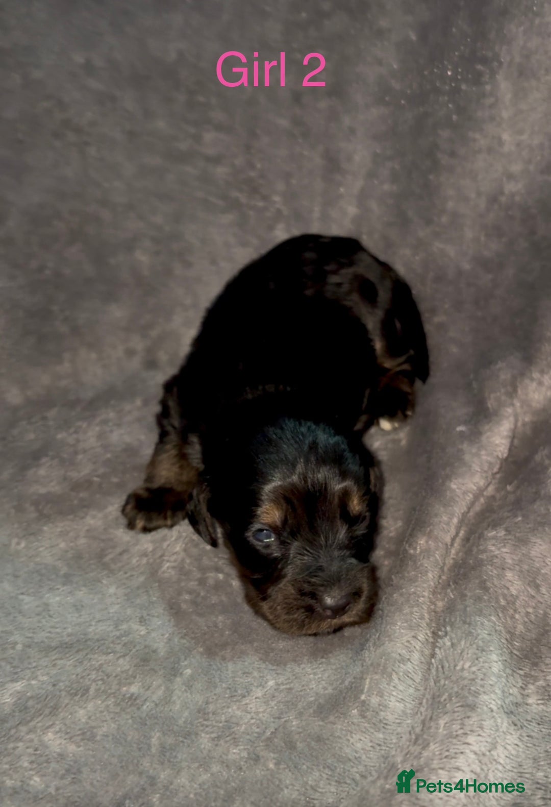 Cockapoo dogs for sale: Cockerpoos F1B - Advert 8