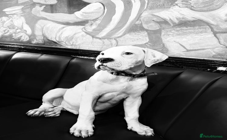American Bulldog dogs - Advert 1