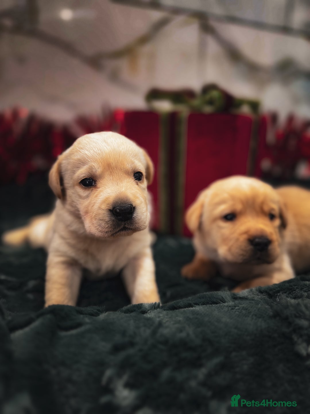 Labrador Retriever dogs for sale: Gorgeous Half Show KC Labrador Retriever Puppies - Advert 16