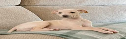 Whippet dogs for sale: Whippet  in Durham - Advert 2