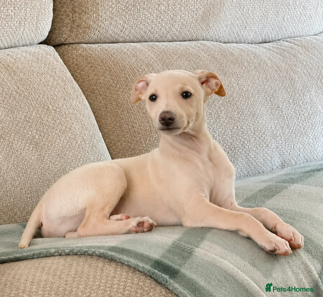 Whippet dogs for sale: Whippet  in Durham - Advert 2